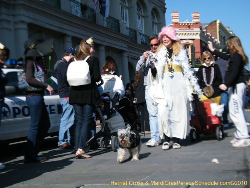 Mystic-Krewe-of-Barkus-2010-HC-Dog-Parade-Mardi-Gras-New-Orleans-8583