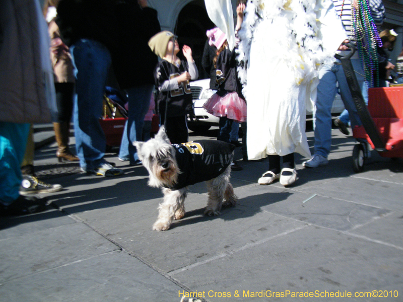 Mystic-Krewe-of-Barkus-2010-HC-Dog-Parade-Mardi-Gras-New-Orleans-8584