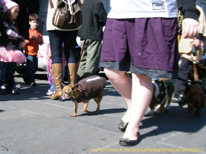 Mystic-Krewe-of-Barkus-2010-HC-Dog-Parade-Mardi-Gras-New-Orleans-8595