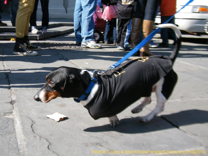 Mystic-Krewe-of-Barkus-2010-HC-Dog-Parade-Mardi-Gras-New-Orleans-8600