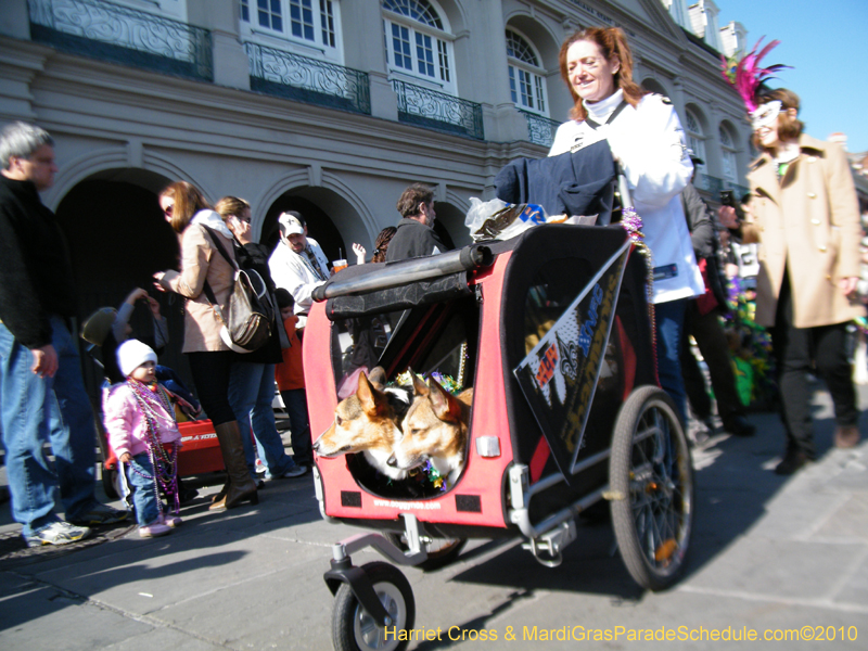 Mystic-Krewe-of-Barkus-2010-HC-Dog-Parade-Mardi-Gras-New-Orleans-8603