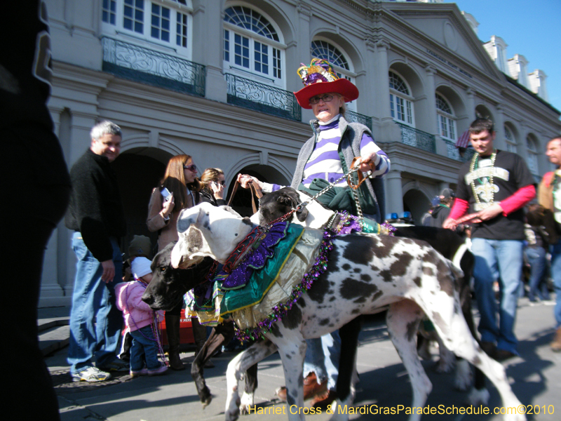 Mystic-Krewe-of-Barkus-2010-HC-Dog-Parade-Mardi-Gras-New-Orleans-8605