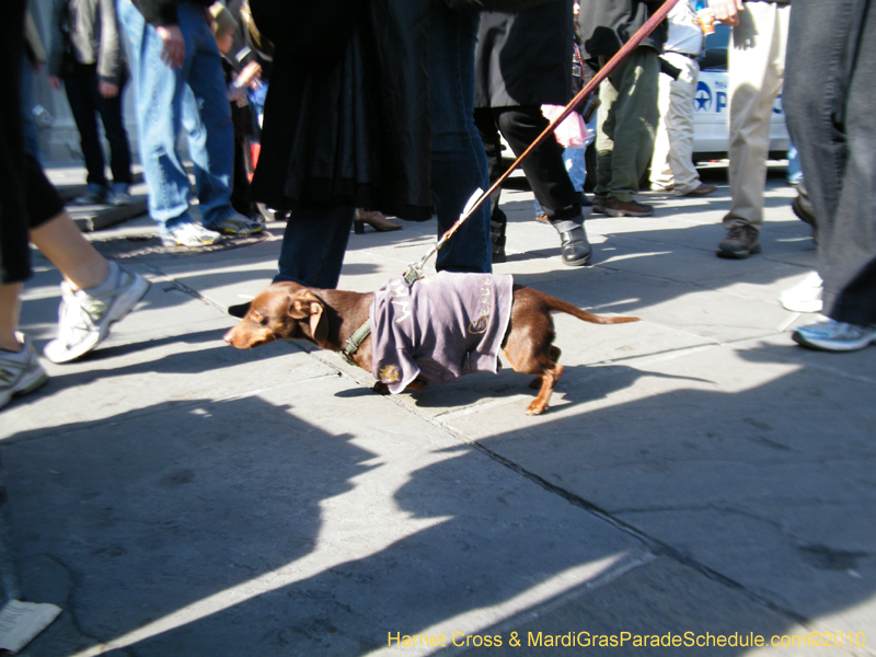 Mystic-Krewe-of-Barkus-2010-HC-Dog-Parade-Mardi-Gras-New-Orleans-8608