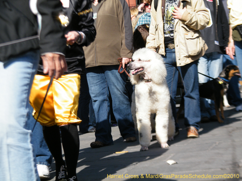 Mystic-Krewe-of-Barkus-2010-HC-Dog-Parade-Mardi-Gras-New-Orleans-8624