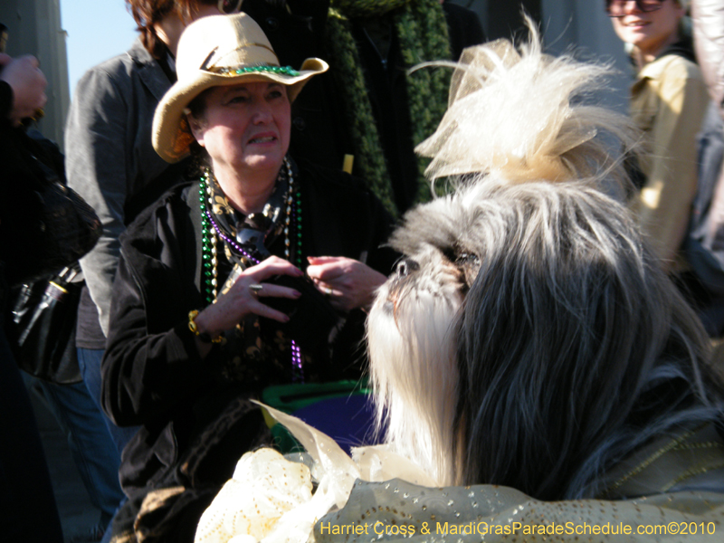 Mystic-Krewe-of-Barkus-2010-HC-Dog-Parade-Mardi-Gras-New-Orleans-8625