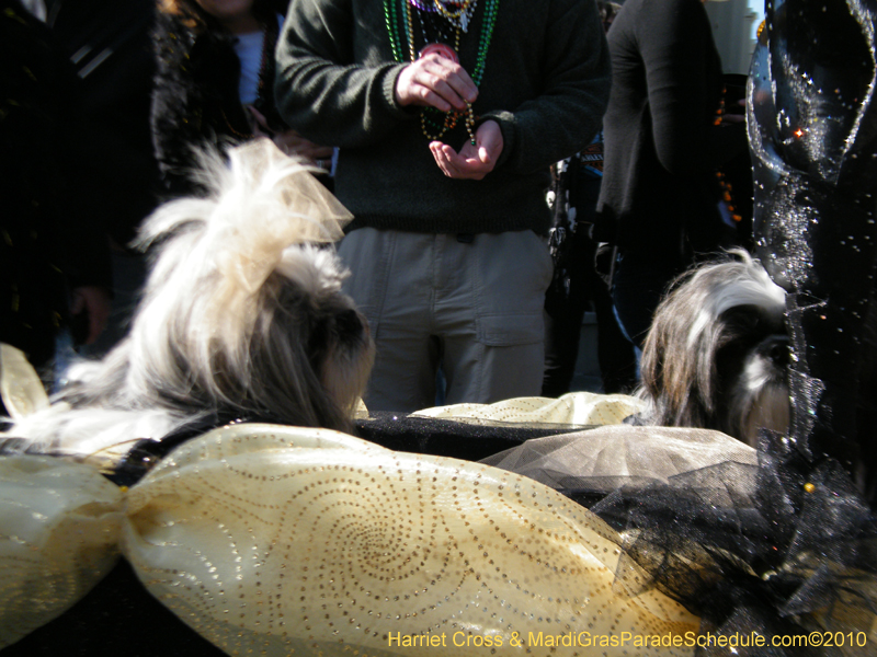 Mystic-Krewe-of-Barkus-2010-HC-Dog-Parade-Mardi-Gras-New-Orleans-8626