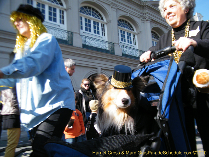 Mystic-Krewe-of-Barkus-2010-HC-Dog-Parade-Mardi-Gras-New-Orleans-8637