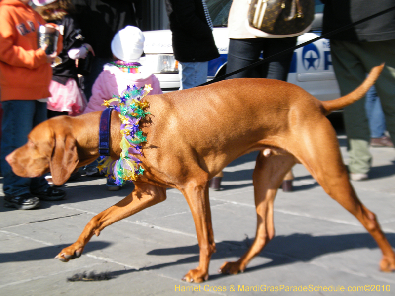 Mystic-Krewe-of-Barkus-2010-HC-Dog-Parade-Mardi-Gras-New-Orleans-8646