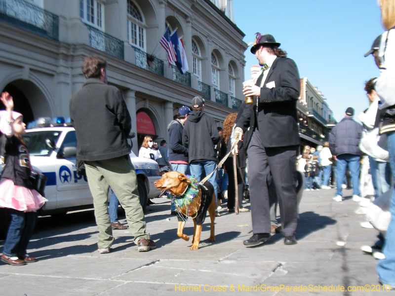 Mystic-Krewe-of-Barkus-2010-HC-Dog-Parade-Mardi-Gras-New-Orleans-8649