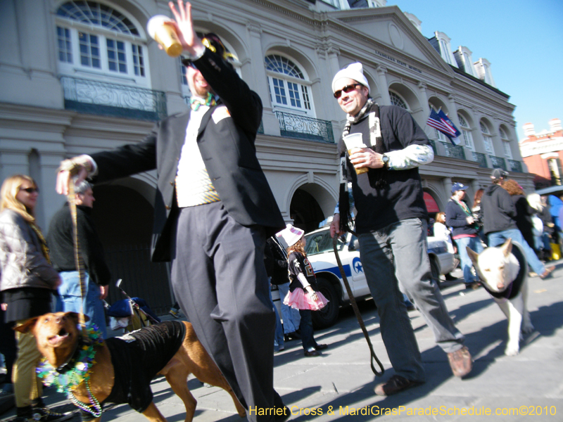 Mystic-Krewe-of-Barkus-2010-HC-Dog-Parade-Mardi-Gras-New-Orleans-8650