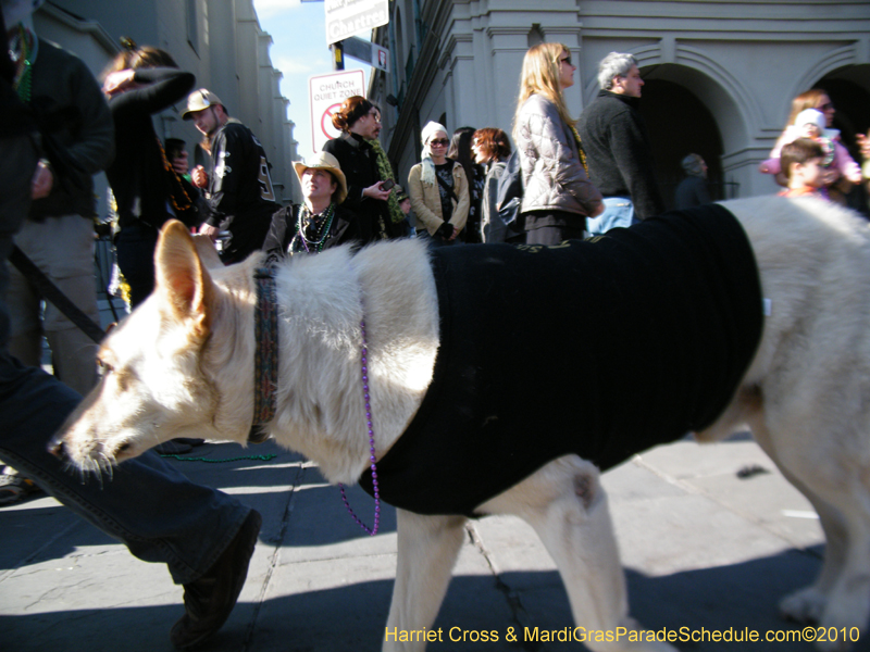 Mystic-Krewe-of-Barkus-2010-HC-Dog-Parade-Mardi-Gras-New-Orleans-8651