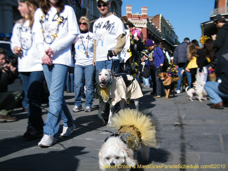 Mystic-Krewe-of-Barkus-2010-HC-Dog-Parade-Mardi-Gras-New-Orleans-8670