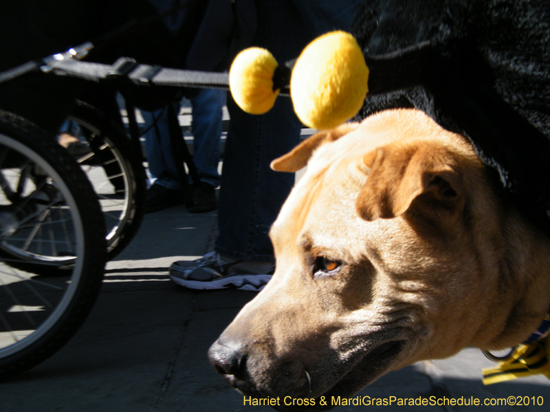 Mystic-Krewe-of-Barkus-2010-HC-Dog-Parade-Mardi-Gras-New-Orleans-8675