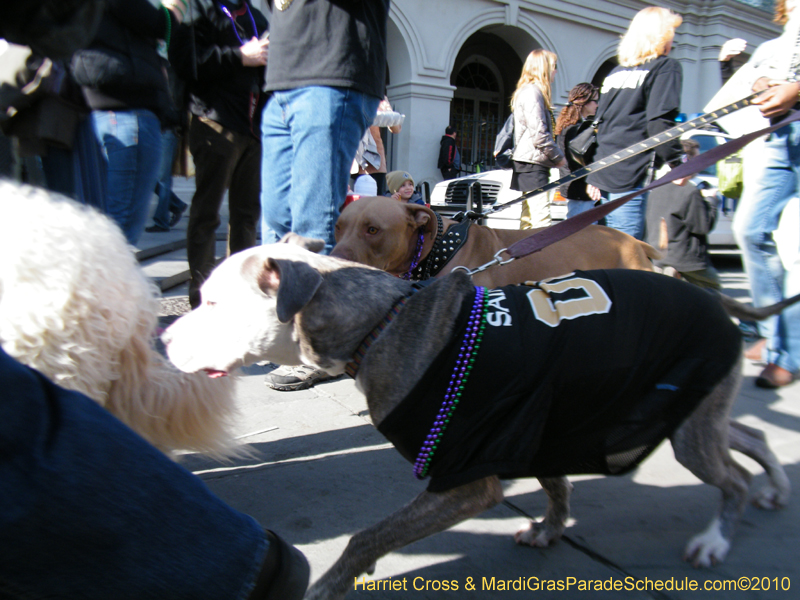 Mystic-Krewe-of-Barkus-2010-HC-Dog-Parade-Mardi-Gras-New-Orleans-8686