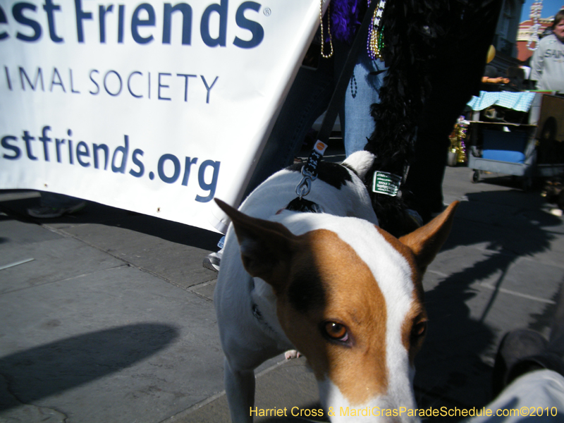 Mystic-Krewe-of-Barkus-2010-HC-Dog-Parade-Mardi-Gras-New-Orleans-8693