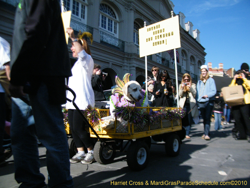 Mystic-Krewe-of-Barkus-2010-HC-Dog-Parade-Mardi-Gras-New-Orleans-8707