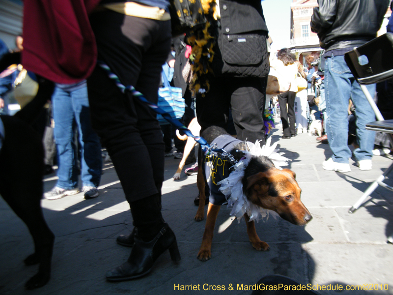 Mystic-Krewe-of-Barkus-2010-HC-Dog-Parade-Mardi-Gras-New-Orleans-8730