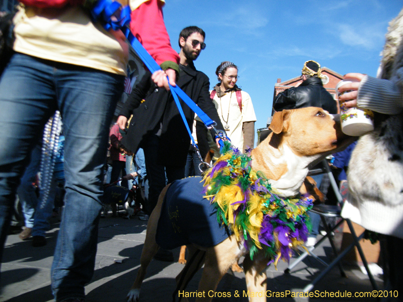 Mystic-Krewe-of-Barkus-2010-HC-Dog-Parade-Mardi-Gras-New-Orleans-8733