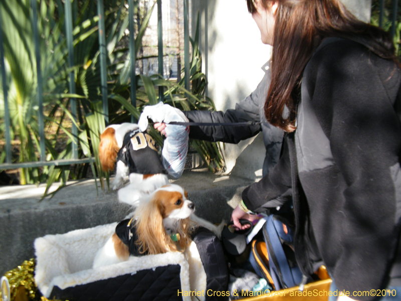 Mystic-Krewe-of-Barkus-2010-HC-Dog-Parade-Mardi-Gras-New-Orleans-8852