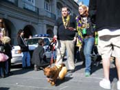 Mystic-Krewe-of-Barkus-2010-HC-Dog-Parade-Mardi-Gras-New-Orleans-8523