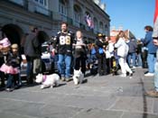 Mystic-Krewe-of-Barkus-2010-HC-Dog-Parade-Mardi-Gras-New-Orleans-8557