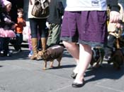 Mystic-Krewe-of-Barkus-2010-HC-Dog-Parade-Mardi-Gras-New-Orleans-8595