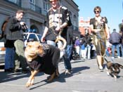 Mystic-Krewe-of-Barkus-2010-HC-Dog-Parade-Mardi-Gras-New-Orleans-8599