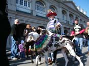 Mystic-Krewe-of-Barkus-2010-HC-Dog-Parade-Mardi-Gras-New-Orleans-8605