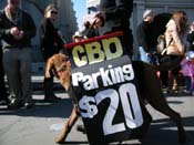 Mystic-Krewe-of-Barkus-2010-HC-Dog-Parade-Mardi-Gras-New-Orleans-8613