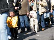 Mystic-Krewe-of-Barkus-2010-HC-Dog-Parade-Mardi-Gras-New-Orleans-8624