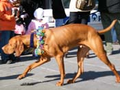 Mystic-Krewe-of-Barkus-2010-HC-Dog-Parade-Mardi-Gras-New-Orleans-8646