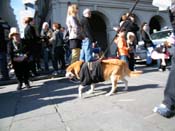 Mystic-Krewe-of-Barkus-2010-HC-Dog-Parade-Mardi-Gras-New-Orleans-8648