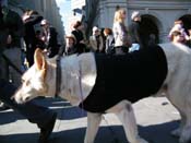 Mystic-Krewe-of-Barkus-2010-HC-Dog-Parade-Mardi-Gras-New-Orleans-8651