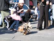 Mystic-Krewe-of-Barkus-2010-HC-Dog-Parade-Mardi-Gras-New-Orleans-8654