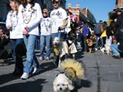 Mystic-Krewe-of-Barkus-2010-HC-Dog-Parade-Mardi-Gras-New-Orleans-8670