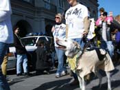 Mystic-Krewe-of-Barkus-2010-HC-Dog-Parade-Mardi-Gras-New-Orleans-8671