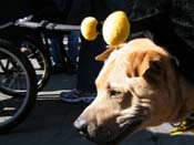 Mystic-Krewe-of-Barkus-2010-HC-Dog-Parade-Mardi-Gras-New-Orleans-8675