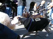 Mystic-Krewe-of-Barkus-2010-HC-Dog-Parade-Mardi-Gras-New-Orleans-8686