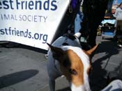 Mystic-Krewe-of-Barkus-2010-HC-Dog-Parade-Mardi-Gras-New-Orleans-8693