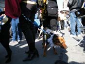 Mystic-Krewe-of-Barkus-2010-HC-Dog-Parade-Mardi-Gras-New-Orleans-8730