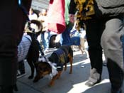 Mystic-Krewe-of-Barkus-2010-HC-Dog-Parade-Mardi-Gras-New-Orleans-8732