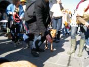 Mystic-Krewe-of-Barkus-2010-HC-Dog-Parade-Mardi-Gras-New-Orleans-8735