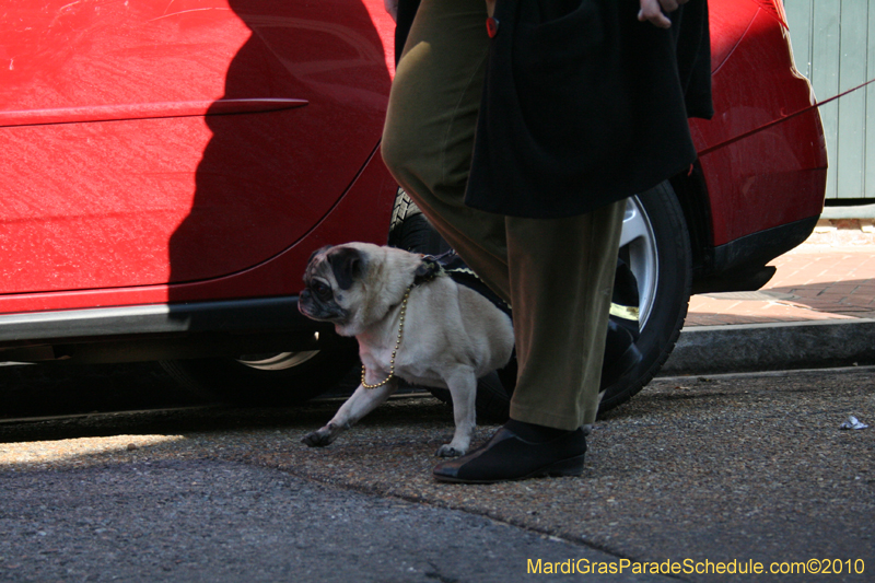 Mystic-Krewe-of-Barkus-Mardi-Gras-2010-French-Quarter-4935