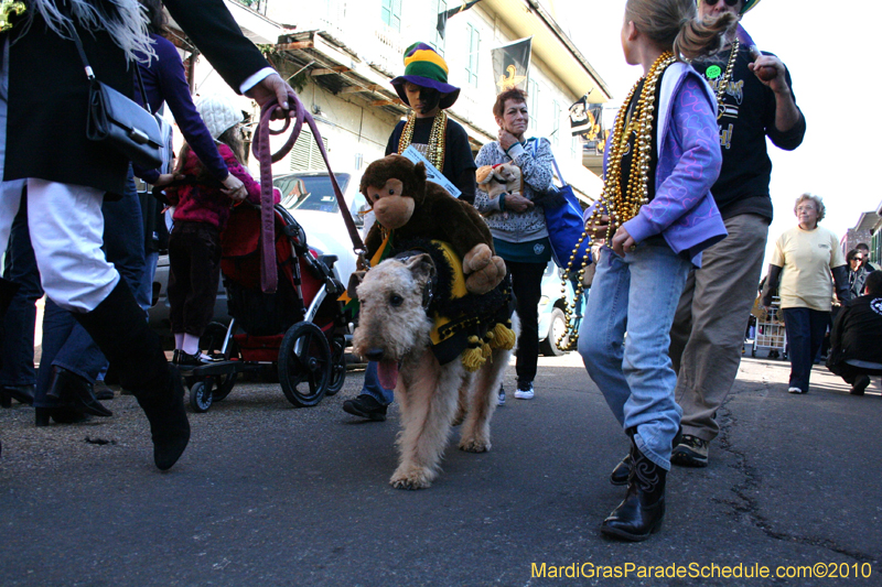 Mystic-Krewe-of-Barkus-Mardi-Gras-2010-French-Quarter-4974