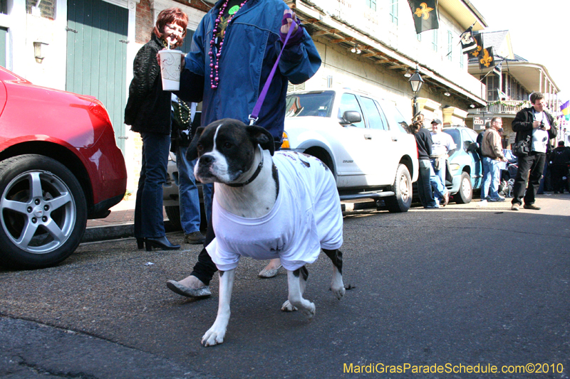 Mystic-Krewe-of-Barkus-Mardi-Gras-2010-French-Quarter-4977