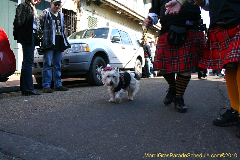 Mystic-Krewe-of-Barkus-Mardi-Gras-2010-French-Quarter-4978