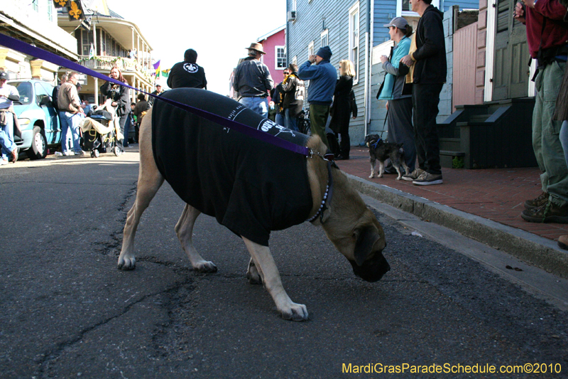 Mystic-Krewe-of-Barkus-Mardi-Gras-2010-French-Quarter-4979