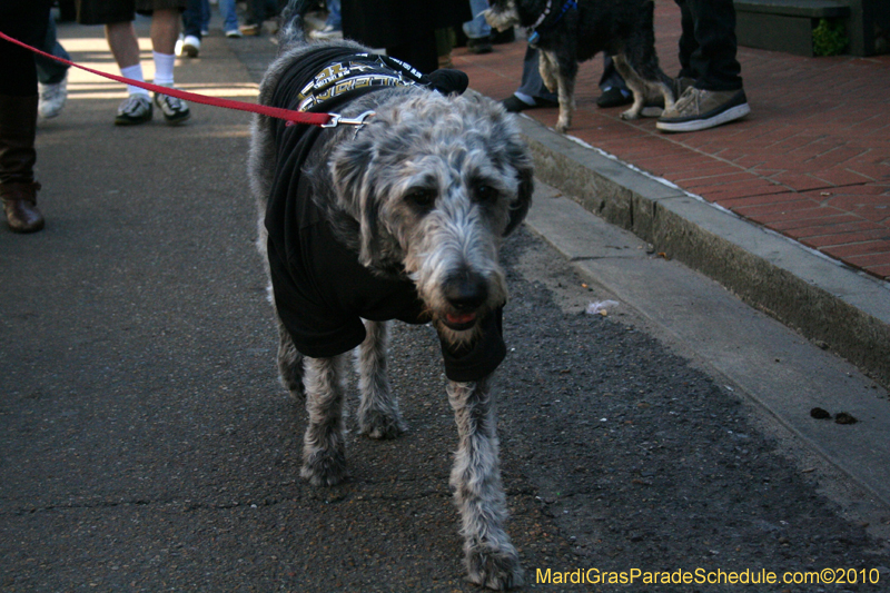 Mystic-Krewe-of-Barkus-Mardi-Gras-2010-French-Quarter-4984