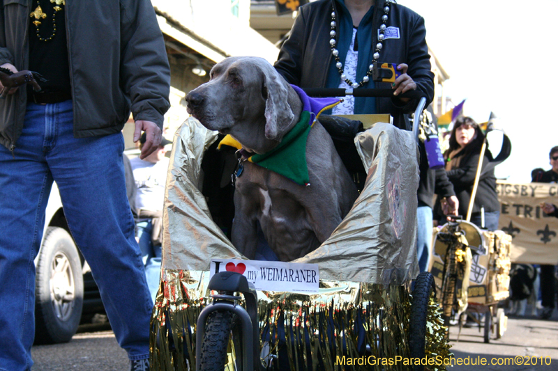 Mystic-Krewe-of-Barkus-Mardi-Gras-2010-French-Quarter-4986