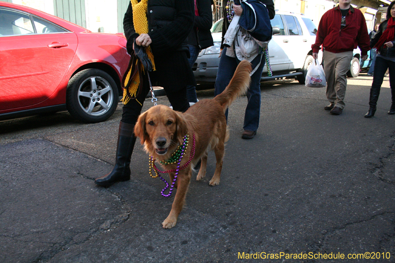 Mystic-Krewe-of-Barkus-Mardi-Gras-2010-French-Quarter-5002